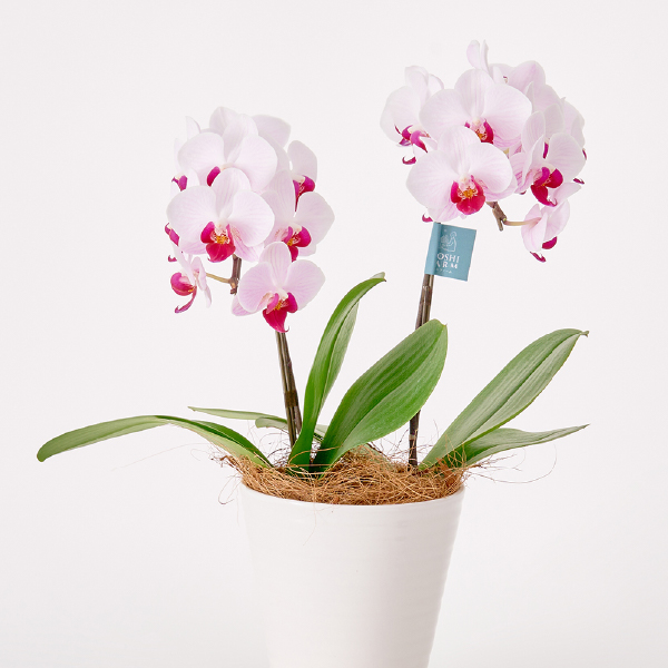 ミディ胡蝶蘭2本立て赤リップ4.5号鉢