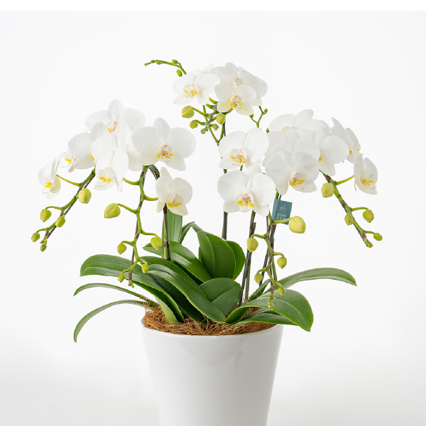 ミディ胡蝶蘭5本立て 白6号鉢